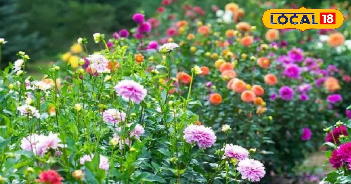 Plant these plants in your home and garden in winter, these flowers will make your house fragrant. 1