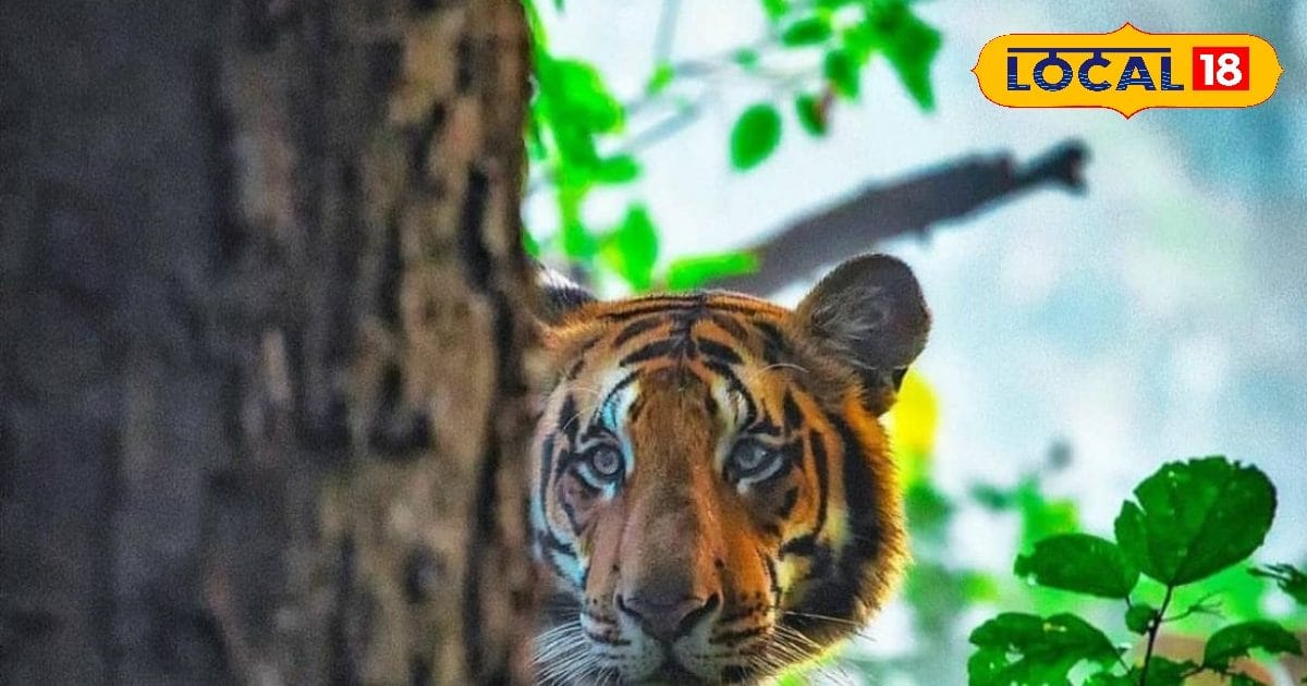 You have 2000 rupees in your pocket, check out this place! Tiger, leopard, sea like beach.. 1