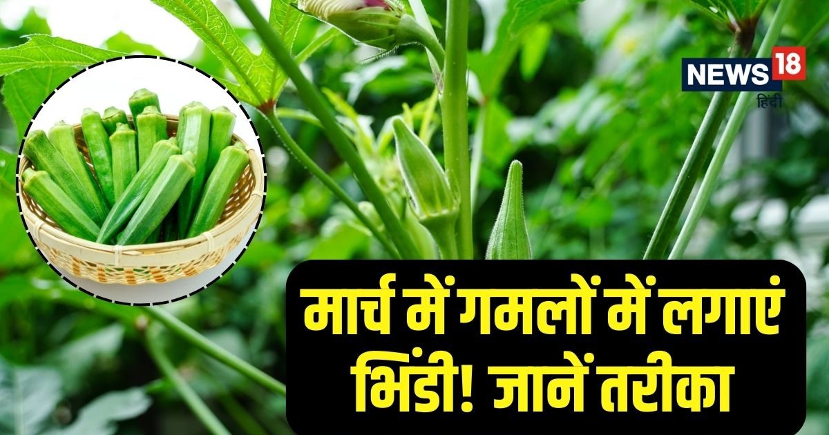 Grow fresh ladyfing in the garden of the house, March is the best time, know the whole process 1